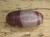 Shiva Lingam z Indii