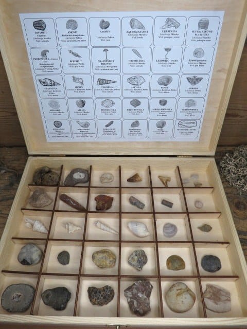 Zestaw skamieniałości