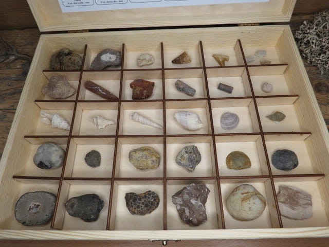 Zestaw skamieniałości