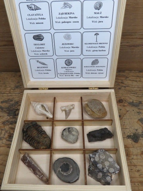 Kolekcja skamieniałości - zestaw edukacyjny