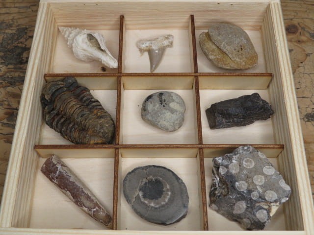 Kolekcja skamieniałości - zestaw edukacyjny