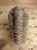 trylobit Calymene sp.- Flexicalymene ouzregui