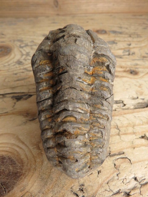 trylobit Calymene sp.- Flexicalymene ouzregui