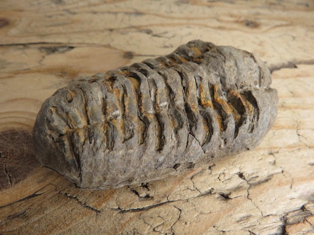 trylobit Calymene sp.- Flexicalymene ouzregui