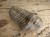trylobit Calymene sp.- Flexicalymene ouzregui