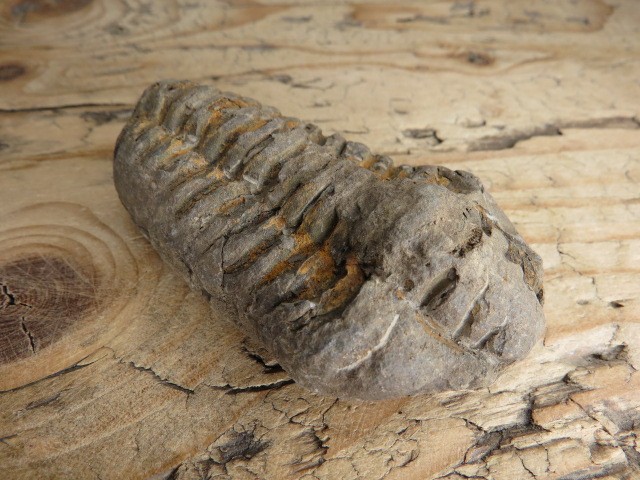 trylobit Calymene sp.- Flexicalymene ouzregui