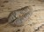 trylobit Calymene sp.- Flexicalymene ouzregui