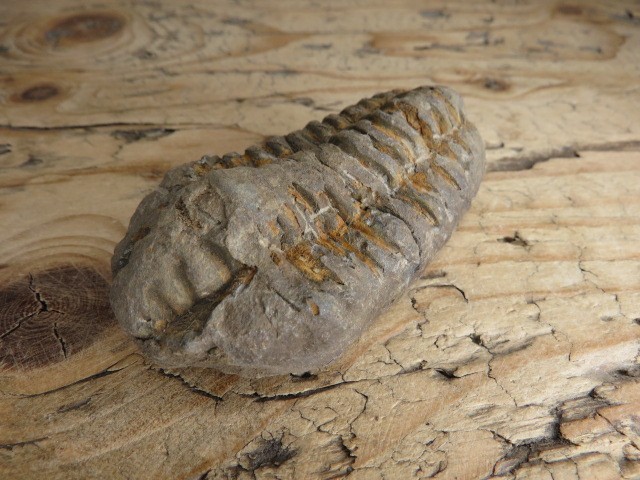 trylobit Calymene sp.- Flexicalymene ouzregui