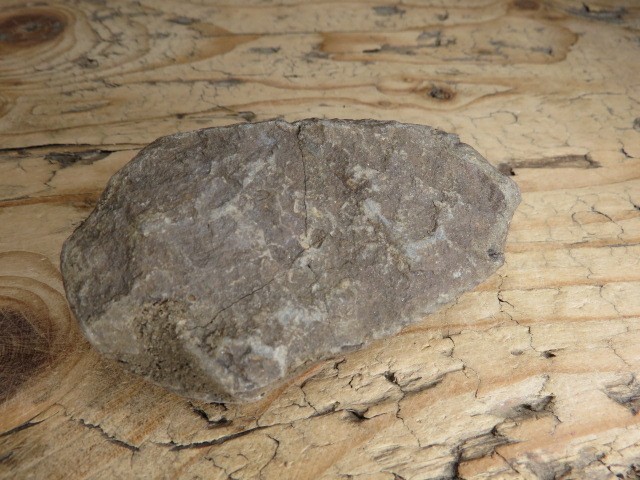 trylobit Calymene sp.- Flexicalymene ouzregui