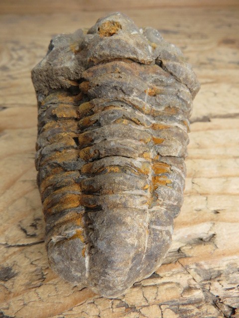 trylobit Calymene sp.- Flexicalymene ouzregui