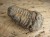 trylobit Calymene sp.- Flexicalymene ouzregui