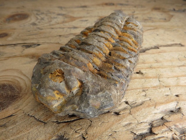 trylobit Calymene sp.- Flexicalymene ouzregui