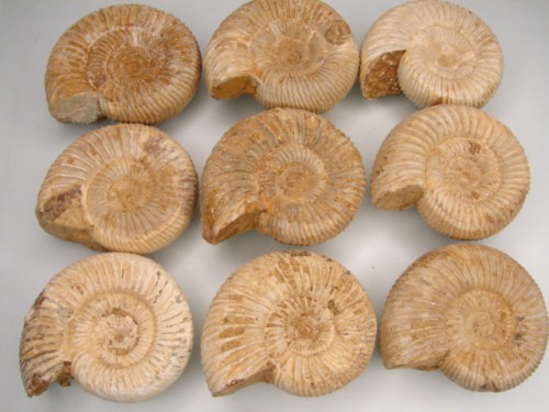 amonit Perisphinctes - Madagaskar