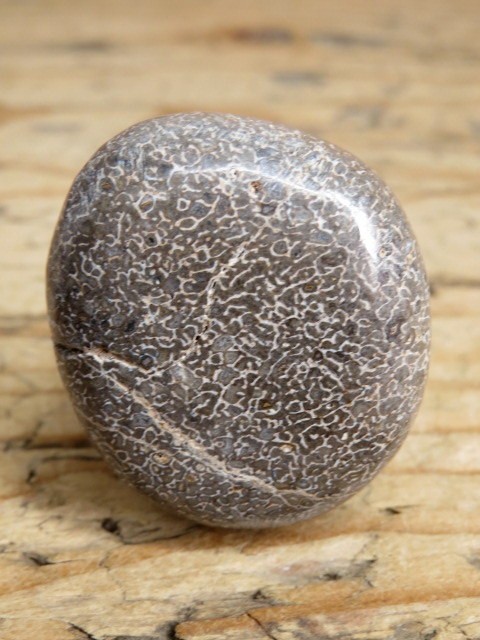 Kość dinozaura * Atlasaurus