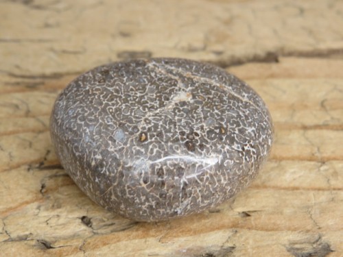 Kość dinozaura * Atlasaurus