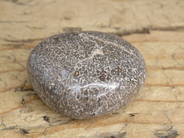 Kość dinozaura * Atlasaurus