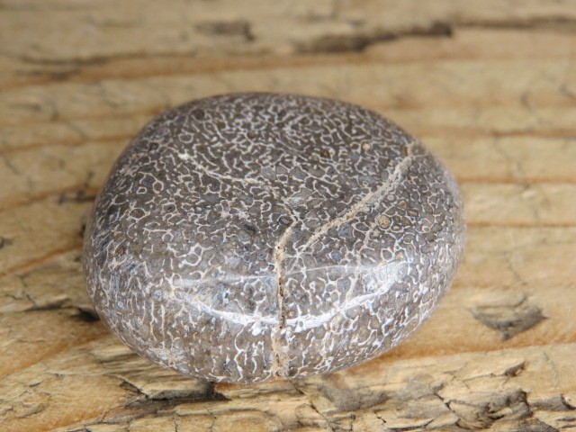 Kość dinozaura * Atlasaurus