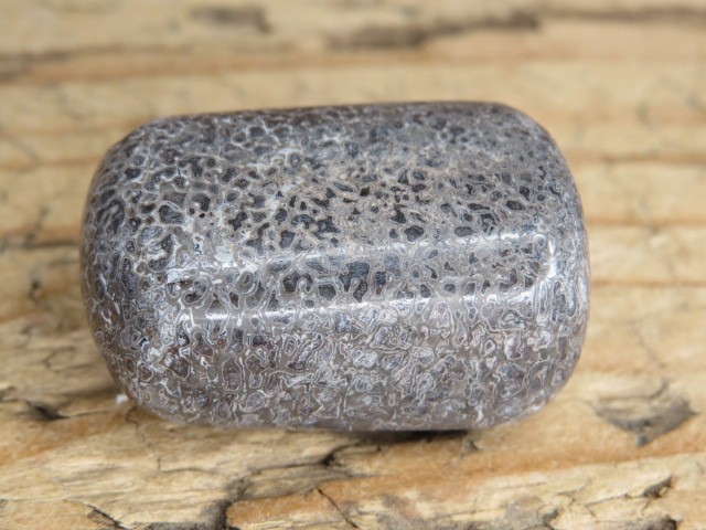 Kość dinozaura * Atlasaurus