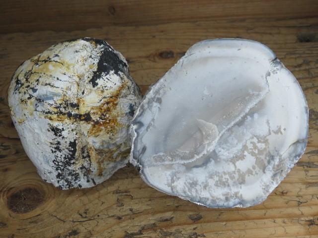 krzemień konkrecja - buła cała * Polska