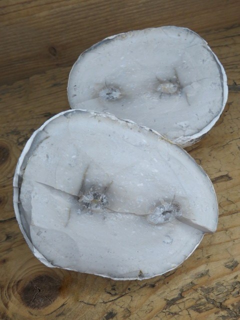 krzemień konkrecja - buła cała * Polska