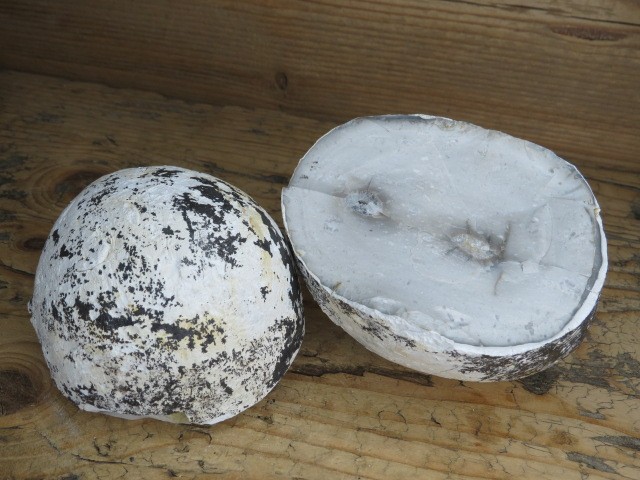 krzemień konkrecja - buła cała * Polska