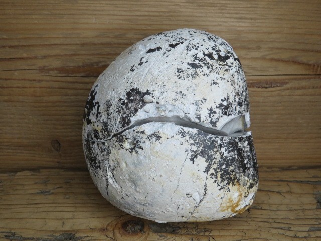 krzemień konkrecja - buła cała * Polska