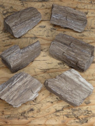 skamieniałe drewno z Polski - autentyczna skamieniałość