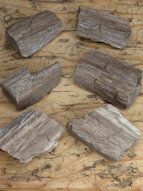 skamieniałe drewno z Polski - autentyczna skamieniałość