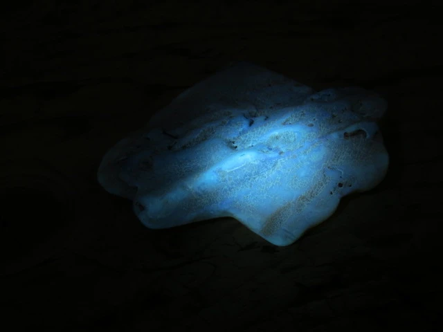 Bursztyn bałtycki 24,8g – okaz kolekcjonerski fluorescencja UV