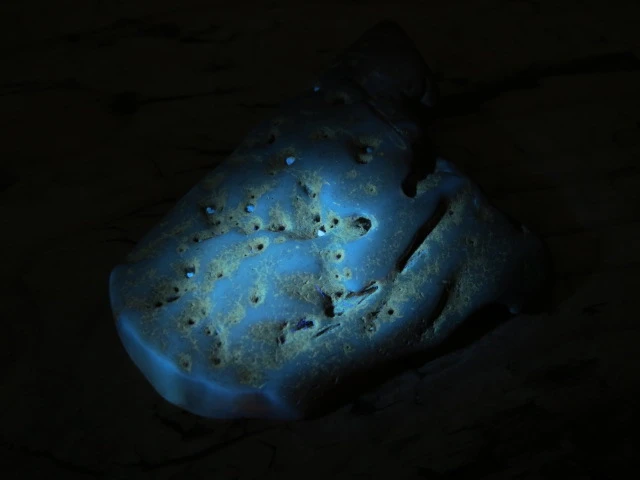 Bursztyn bałtycki 24,5g – okaz kolekcjonerski fluorescencja UV