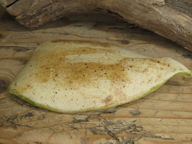 Mały ceramiczny talerzyk – zielony liść