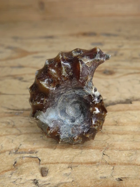 amonit Duvilliceras Madagaskar