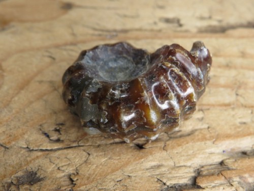 amonit Duvilliceras Madagaskar
