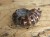 amonit Duvilliceras Madagaskar