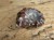 amonit Duvilliceras Madagaskar
