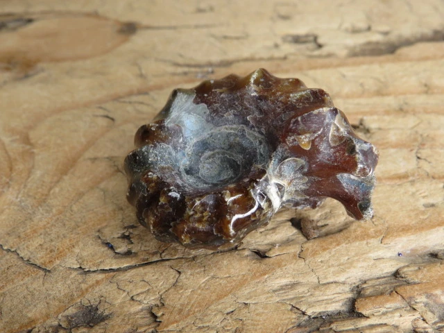 amonit Duvilliceras Madagaskar