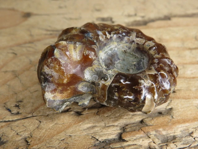 amonit Duvilliceras Madagaskar