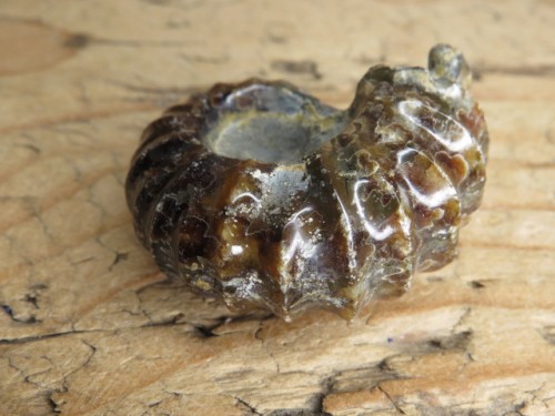 amonit Duvilliceras Madagaskar