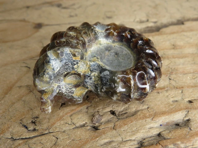 amonit Duvilliceras Madagaskar