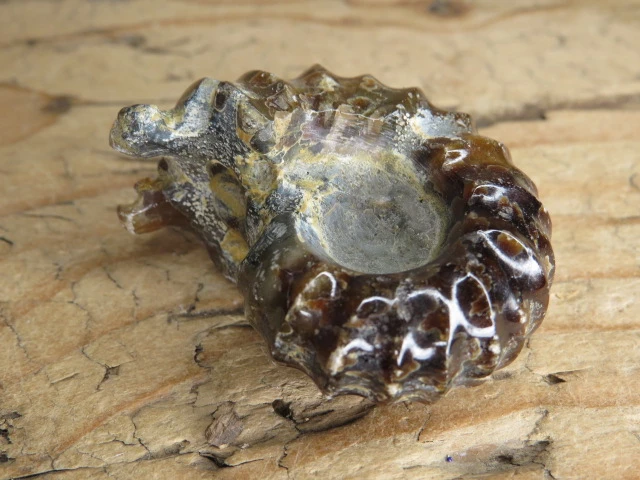 amonit Duvilliceras Madagaskar