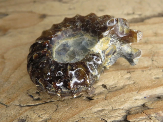 amonit Duvilliceras Madagaskar