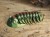 Trylobit Dalmanites – ruchoma replika 3D