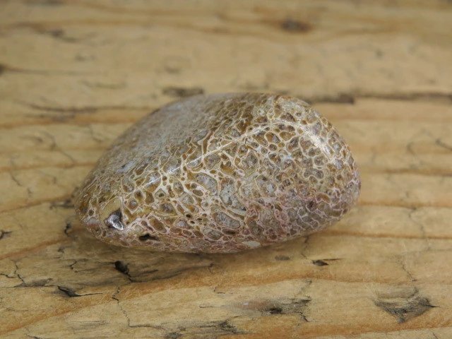 Kość dinozaura * Atlasaurus