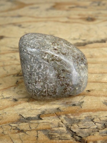 Kość dinozaura * Atlasaurus