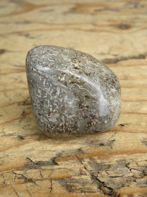 Kość dinozaura * Atlasaurus