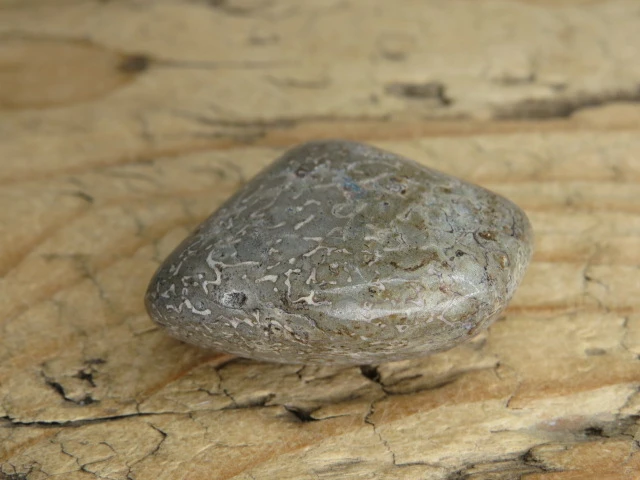 Kość dinozaura * Atlasaurus
