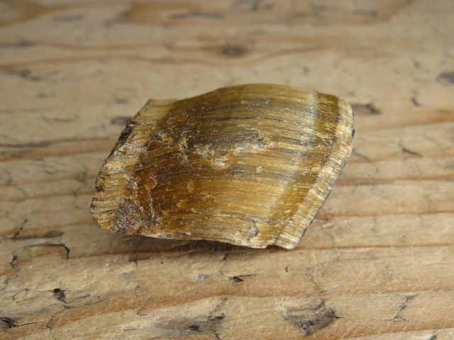 tygrysie oko RPA
