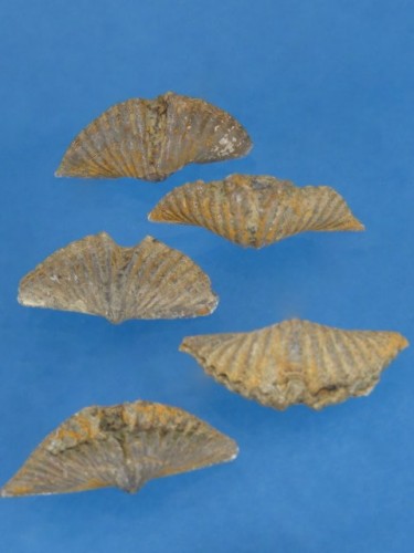 Spirifer  Eleleutherokomma diluvianoides