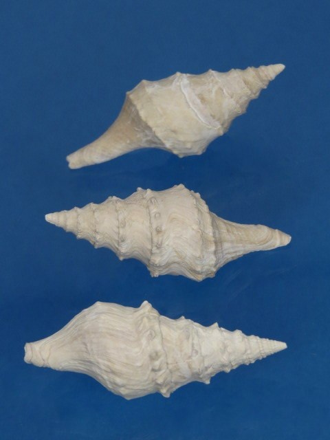 clavatula 