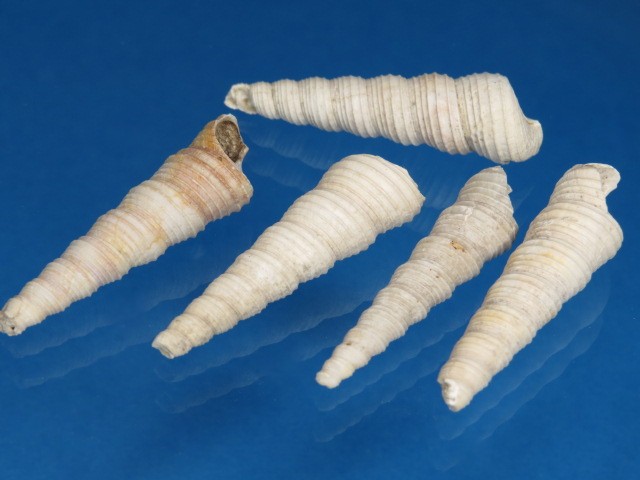 Turitella 